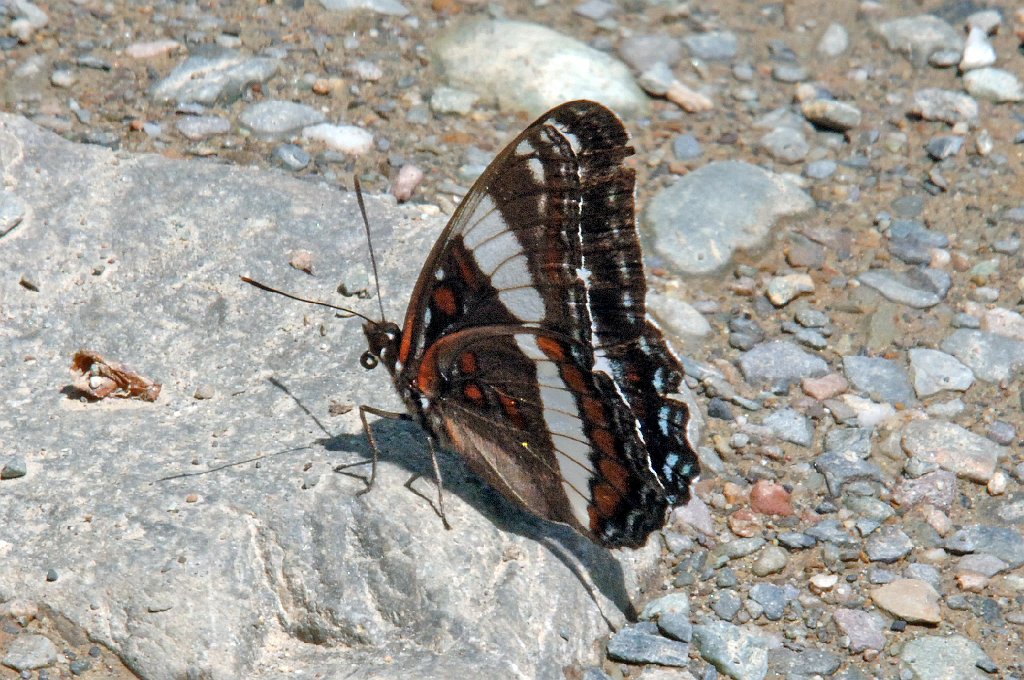 197 Admiral, White, 2006-07031171b Topsfield Area, ME.jpg - White Admiral (Basilarchia arthemis) Butterfly. Banded Purple, Topsfield Area, ME, 7-3-2006